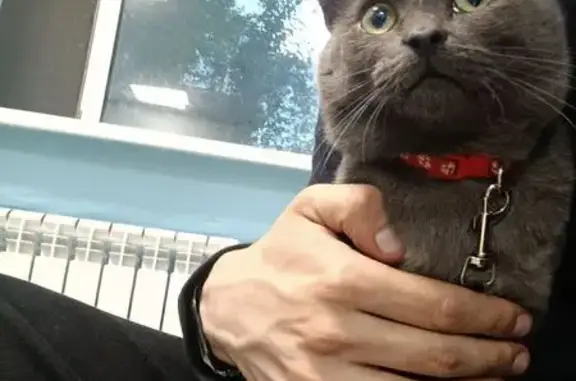 Объявления о пропавших и найденных животных, Екатеринбург, фото: Кот найден на Мамина-Сибиряка 58