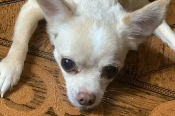 Пропала собака в районе Цхнети, Тбилиси