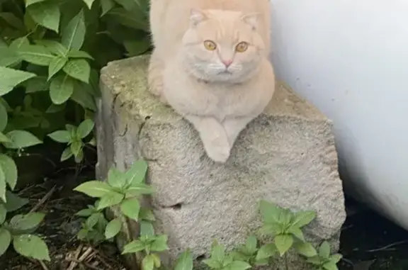 Кошки потеряшки, Красноярск, фото: Потеряшка кот, Фигурная ул. 16, Красноярск
