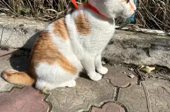 Кошки потеряшки, Ильский, фото: Потеряшка кошка, Длинная ул., 270, Ильский