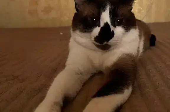 Пропала сиамская кошка, ул. Конева, Чита