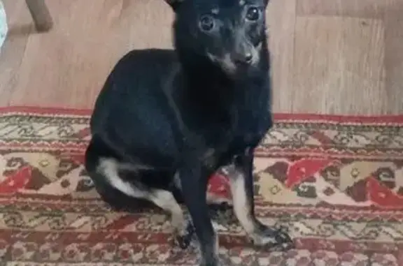 Найдена собака, Лазоревая ул., Волгоград