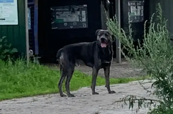 Найдена собака, Электросталь, фото: Собака найдена на Загонова 9, Электросталь