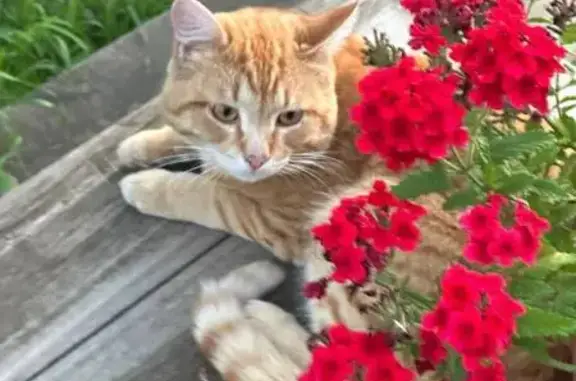 Найдена кошка, Логовой, фото: Найден котик, Центральная ул., 9, Логовой