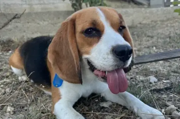 Найдена собака, , фото: Собака найдена, Набережная ул., Орджоникидзе