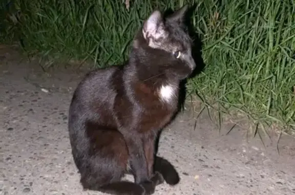 Найдена кошка, Томск, фото: Найдена кошка, ул. Говорова, 34, Томск