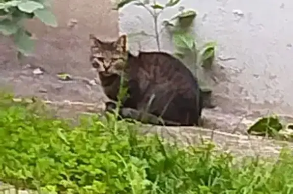 Найдена кошка, Вологда, фото: Кошка найдена: Новгородская ул., 23, Вологда