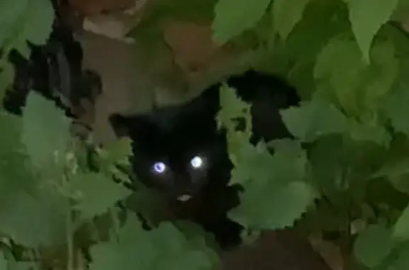 Найдена кошка, Томск, фото: Черный котенок найден, ул. Савиных 13