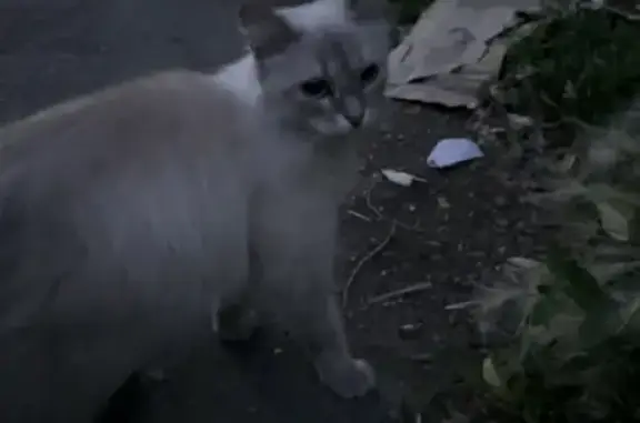 Найдена кошка, ул. Волховстроя, 24, Омск