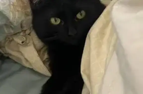 Пропала кошка Черника, МО, СНТ, 5 лет