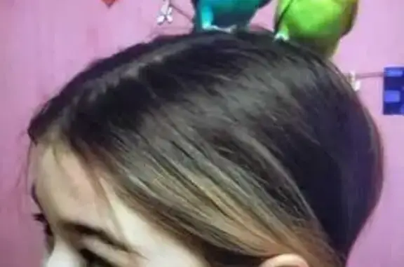 Потерянные животные Тверь, фото: Пропала жёлтая птица, ул. Семёнова, 21