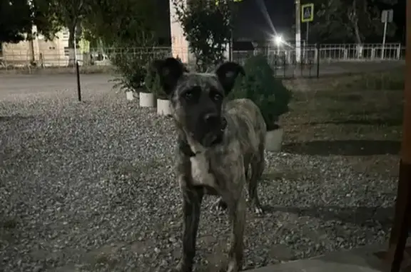 Собака найдена: ул. Мира 21, Николаевская