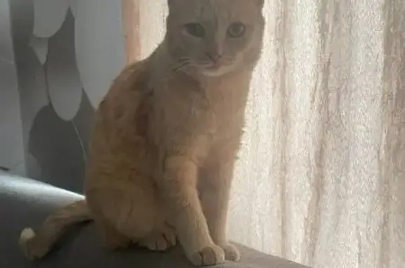 Пропала рыжая кошка, ул. Ленина, 26