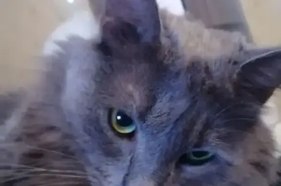 Кошки потеряшки, Калужская область, фото: Потеряшка серый кот в СНТ Союз, Калужская обл.