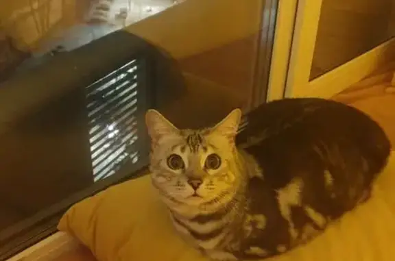 Кошки потеряшки, , фото: Потеряшка кошка, Бубново, МО