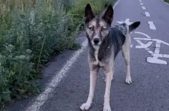 Щенок найден у ЖК Новая Дема, ул. Мечтателей, 17