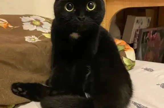 Кошки потеряшки, Челябинск, фото: Потеряшка черная кошка, ул. Елькина, 96