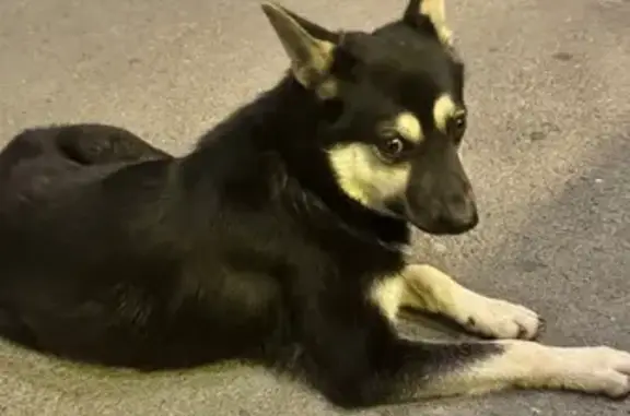 Найдена собака, Челябинск, фото: Собака найдена: ул. 40-летия Победы, 44