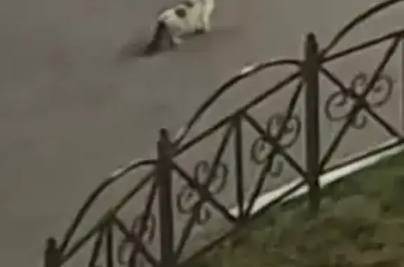 Найдена кошка, Лобня, фото: Кошка найдена на Ленина 2/2, Лобня