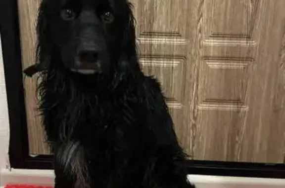 Найденные животные Петропавловск-Камчатский, фото: Собака найдена на Ларина, 38, Петропавловск