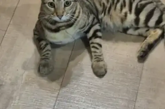 Пропала кошка, Привокзальная пл., Тучково