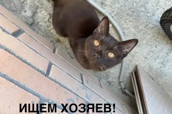 Найдена кошка, Хабаровск, фото: Кошка найдена на Морозова, 94А, Хабаровск