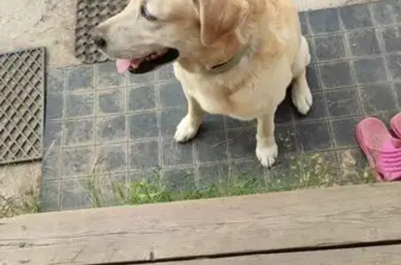 Найдена собака, Якутск, фото: Собака найдена на Покровском тракте, 16 км