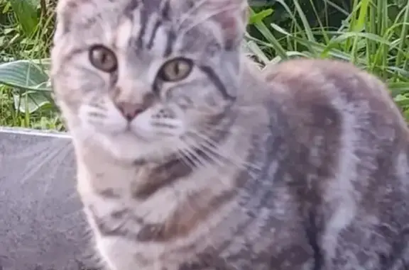 Найденные животные Нижний Тагил, фото: Кошка найдена: пр. Ленина, 1, Н. Тагил