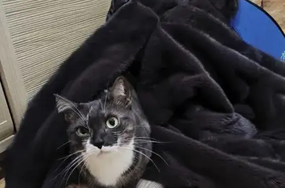 Кошки потеряшки, Новосибирск, фото: Потеряшка кошка Пуша, Северная ул. 29