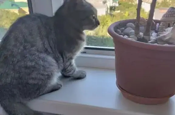 Кошка найдена на ул. 51-й Гвард. дивизии