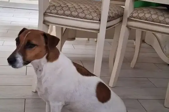 Найдена собака, , фото: Собака найдена на Отечественной, Нагаево