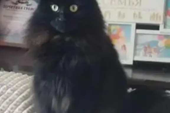 Кошки потеряшки, Советская Гавань, фото: Потеряшка кошка, ул. Ленина 26, Сов. Гавань