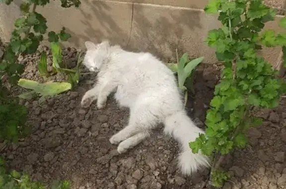 Кошки потеряшки, Славянск-на-Кубани, фото: Потеряшка кошка, ул. Гриня 384, Славянск