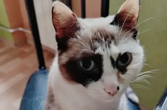 Кошки потеряшки, Новокузнецк, фото: Потеряшка кошка на Ушинского, 4, Новокузнецк