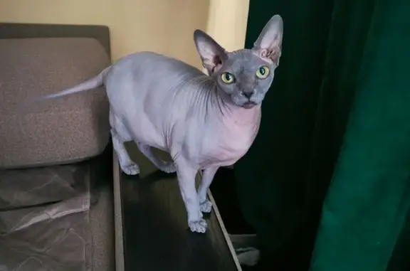 Кошки потеряшки, Красноярское, фото: Потеряшка кошка, 5-я линия, Красноярское