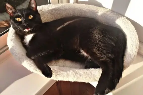 Кошки потеряшки, Красное Поле, фото: Потеряшка кошка, ул. Авиаторов, 7А