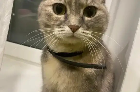 Пропала кошка, ул. Космонавтов 9, Чита