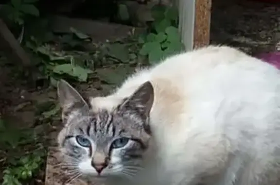 Найдена кошка, Калининград, фото: Кошка найдена: Волховская 6, Калининград