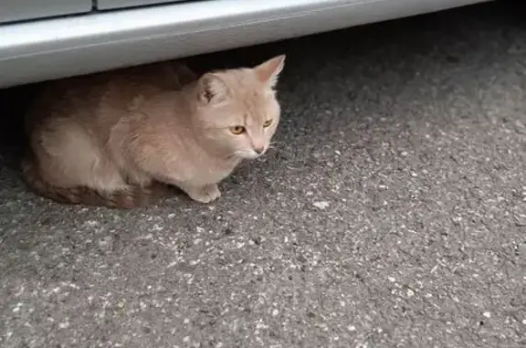 Кошка найдена на Климасенко 18/1, Новокузнецк