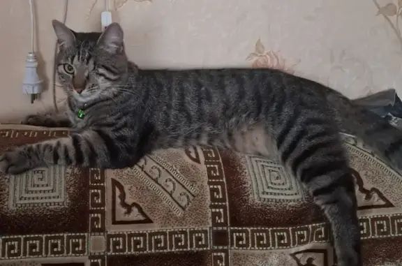 Кошки потеряшки, Сосново (приозерский Район), фото: Потеряшка кошка, Карельская ул., 18, Сосново