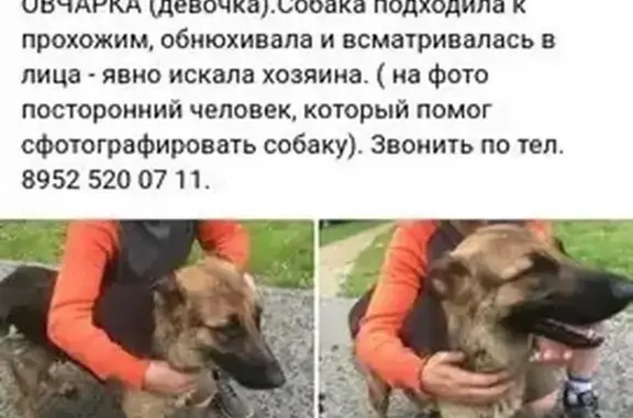 Собака найдена: Центр. площадь, Первоуральск