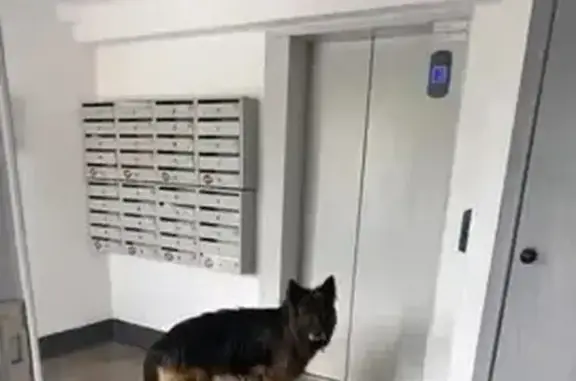 Найдена собака, пр. Ленина, Челябинск