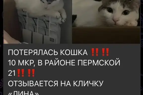 Пропала кошка, Пермская ул. 21, НВартовск