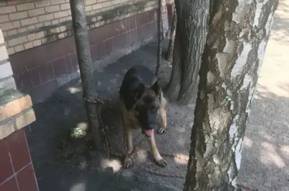 Найдена собака в Барвихе, МО