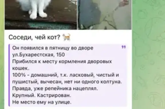Кошка найдена на Бухарестской, СПб