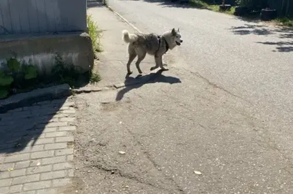 Найдена собака, Химки, фото: Хаски найдена: ул. Кирова, 4, Химки