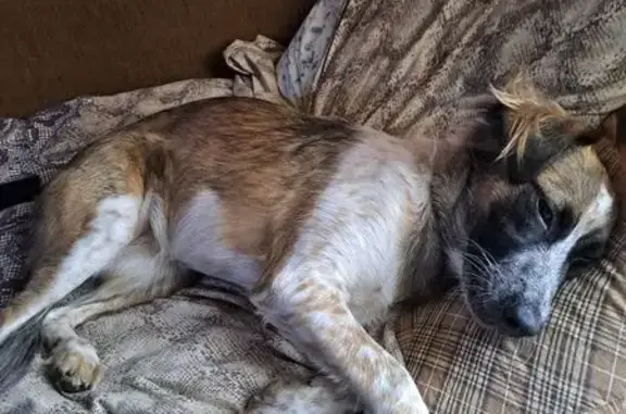 Собаки потеряшки, Гагарин, фото: Потеряшка собака, ул. 50 лет ВЛКСМ, Гагарин