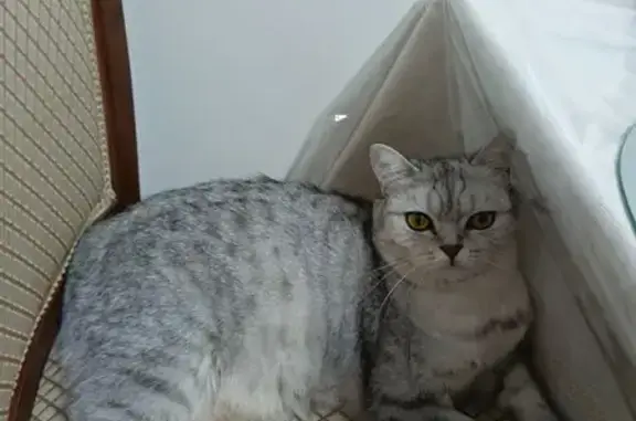 Объявления о пропавших и найденных животных, Оренбург, фото: Пропала кошка на Водяной, 2Б, Оренбург
