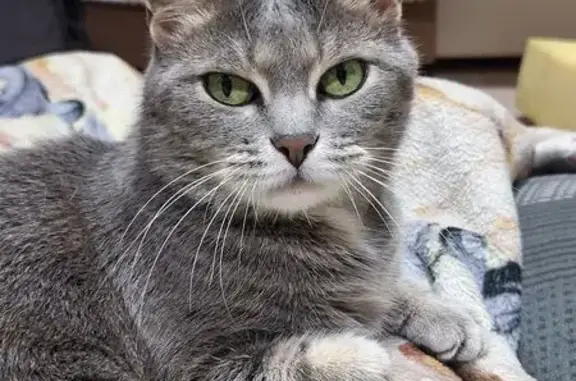 Потерянные животные Биробиджан, фото: Пропала кошка, Советская 72В, Биробиджан