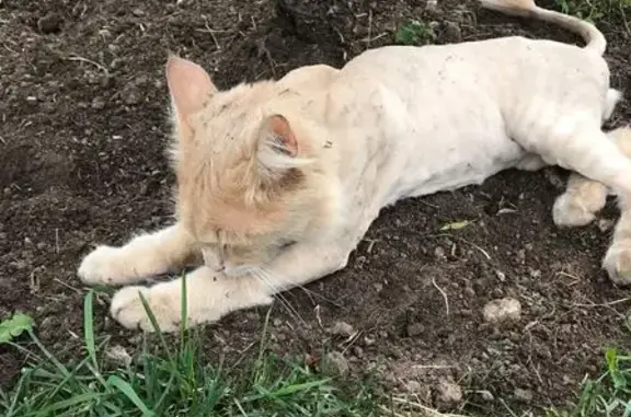 Найдена кошка, Нижний Новгород, фото: Кот найден на Звездинке, 9, Н.Новгород